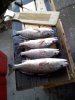 red drum 5.jpg red drum 5.jpg