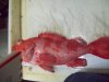 100_1481.JPG