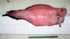 Blacktail Snailfish.jpg