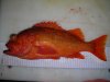 Canary Rockfish 2.JPG