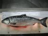 Chinook Salmon 1.JPG