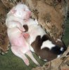pups.jpg