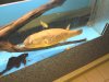 DSC00727.JPG