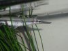 DSCF0146.JPG