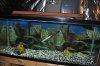 tanks 008.JPG