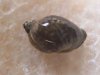 pond-snail1.jpg