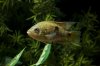 Female Beani 051.jpg