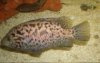 111109 tetracanthus female.jpg