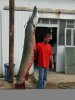 alligator_gar[1].jpg
