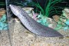 southamerican lungfish.jpg