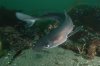Spiny%20dogfish%20070.jpg