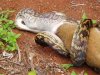 snake4.jpg