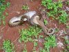 snake5.jpg