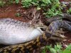 snake7.jpg