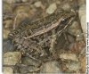 young frog.jpg