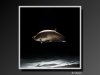 KnifeFish-01.jpeg