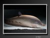 KnifeFish-02.jpeg