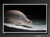 KnifeFish-03.jpeg