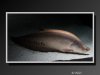 KnifeFish-04.jpeg