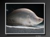 KnifeFish-06.jpeg