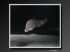 KnifeFish-07.jpeg