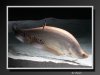 KnifeFish-08.jpeg