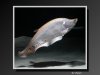KnifeFish-09.jpeg