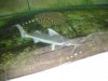 DSC00318.JPG