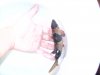 new loach2 001.JPG
