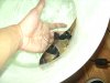 new loach2 002.JPG