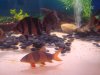 fish17 089.JPG