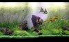 Dream Aquarium Tank 1.jpg Dream Aquarium Tank 1.jpg