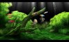 Dream Aquarium Tank 2.jpg Dream Aquarium Tank 2.jpg