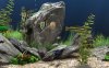 Dream Aquarium Tank 3.jpg Dream Aquarium Tank 3.jpg