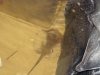 STINGRAY2 124.jpg