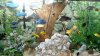 Dream Aquarium Tank 4.jpg