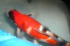 Koi - Herd 076.jpg