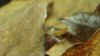 DSC03484.JPG