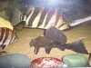 Rhino Pleco1.JPG