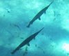 gar glass bottom.jpg