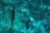 gar-turtles glass bottom boat.jpg
