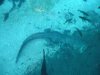 gator glass bottom2.jpg