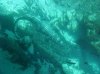 gator glass bottom.jpg