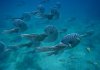 sea-monsters-ammonites.jpg