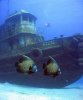 Dive_Wreck_Beata_lg.jpg