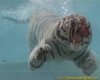 underwater-tiger-pic.jpg