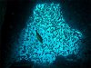 fish-school-in-cave.jpg