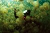jellyifsh-swarm-swimmer.jpg