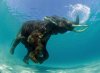 nhm-wildilfe-photographer-of-the-year.jpg