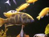 fish 035.JPG